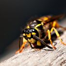 wood gathering wasp