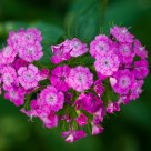 Flower heart
