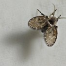 Psychodidae