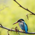 common kingfisher