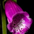 Digitalis purpurea