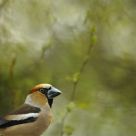 Hawfinch