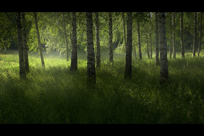 Midsummer