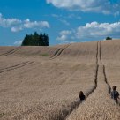 In The Fields