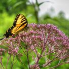 Butterfly on flowers