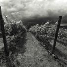Vineyard