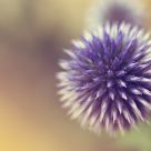 Echinops