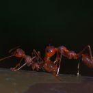 Ant