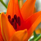 Orange Flower