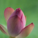The Budding Lotus