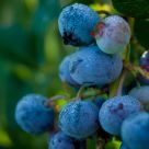 Morning Blueberries