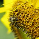 Bumblebee in the sunflower