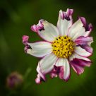 Cosmos