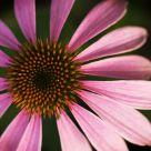 Rudbekia