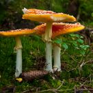 At the bottom of the forrest