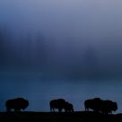 A herd of Bison