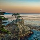 Lone Cyprus
