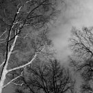 trees in winter