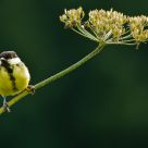 Koolmeesje, Parus major