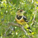 Crested Barbet