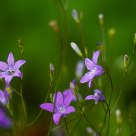 Kingdom of bluebells