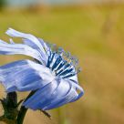 Flower of the wind - Fleur du vent
