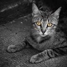 Stray Cat