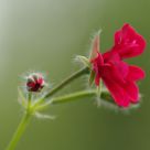 Trailing Geranium