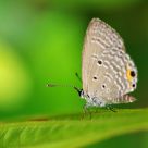 grey butterfly