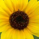 Wild Sunflower