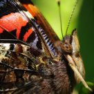 Royal Butterfly