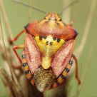 Colored insects