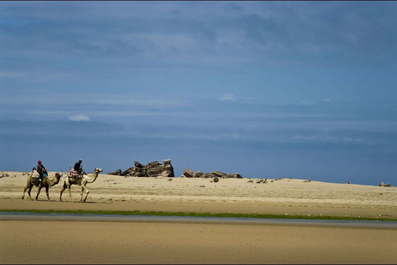 Camels in the water...