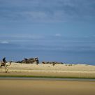 Camels in the water...