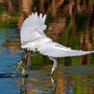 Egret Fishing