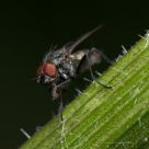 The Fly