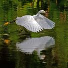Snowy Egret Reflecting