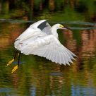 Snowy Egret