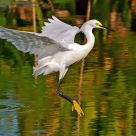 Egret Landing