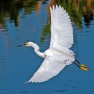 Egret Over Water