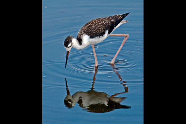Wading Stilt