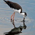 Stilt Reflecting