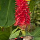 Tropical Butterfly and Flower
