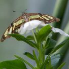 Butterfly at Rest