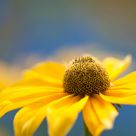 Rudbeckia