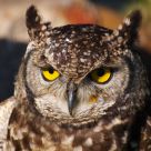 IÂ´ve been watching you