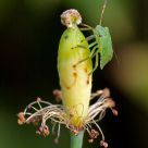 It's a bug's life