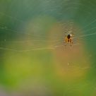 Spider web