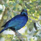 Blue-eared Starling