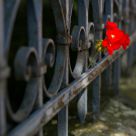 Red Flower